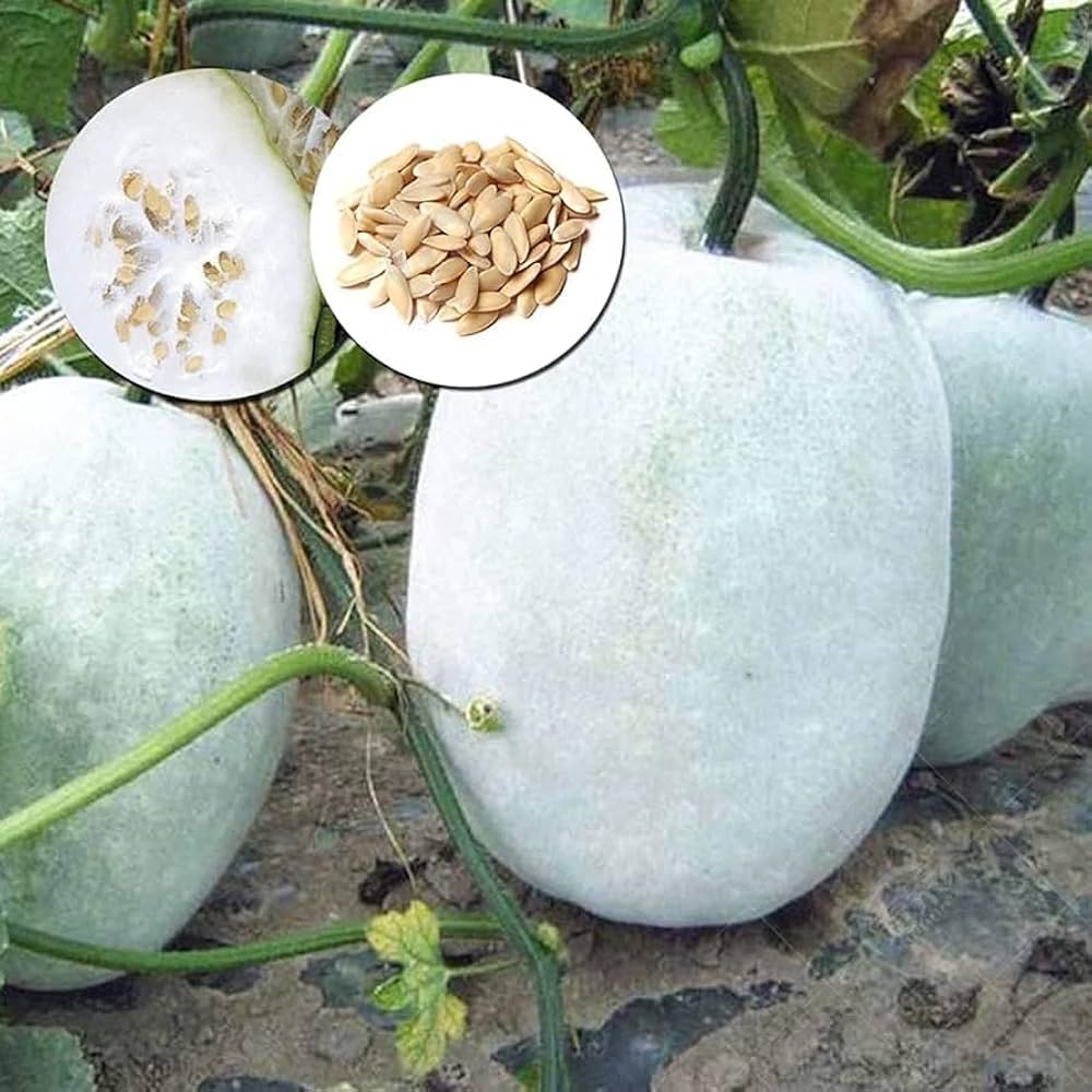 Premium winter melon aussaat samen für gardeners