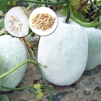 Premium winter melon aussaat samen für gardeners