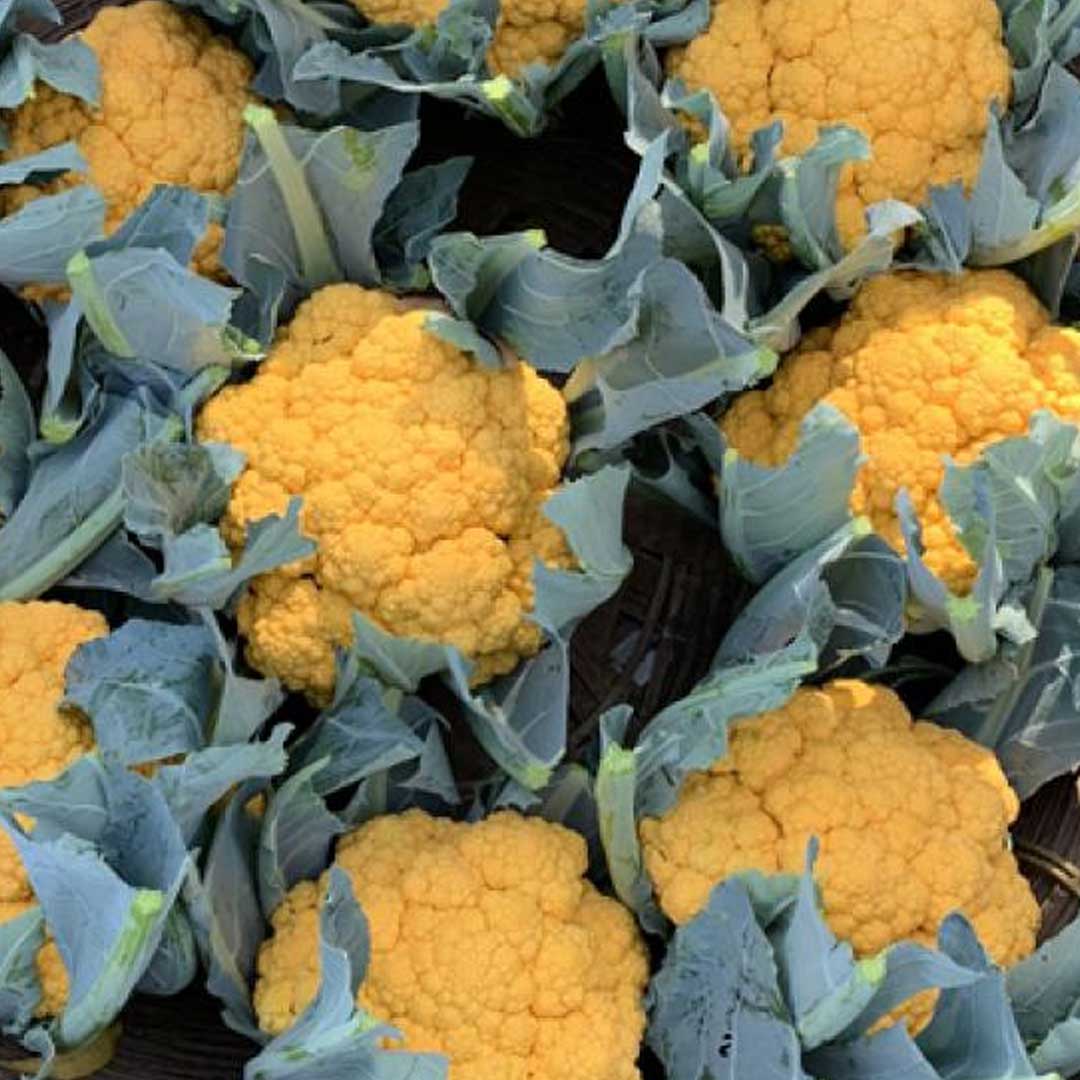 Premium gelbe cauliflower aussaat guide