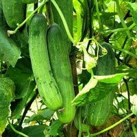 Prestige f1 cucumber pflanzen wachsend in garten