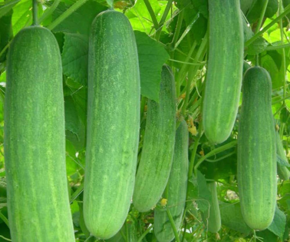 Prestige f1 cucumber samen für aussaat