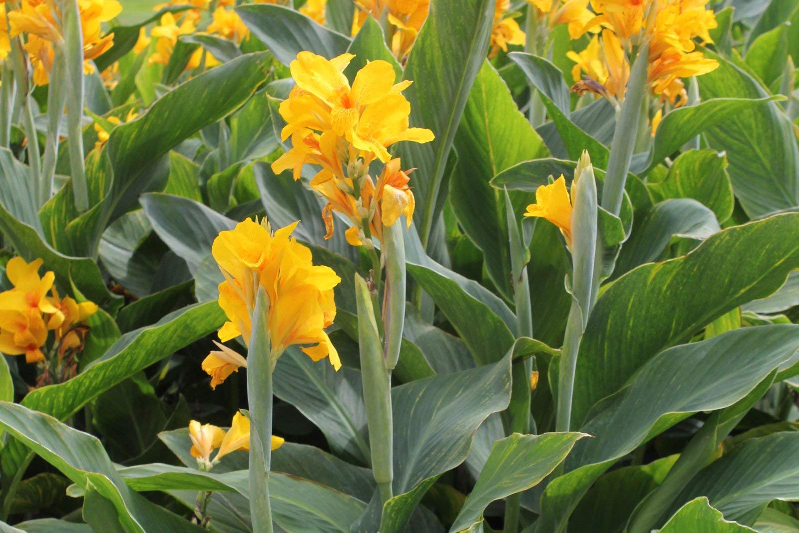 Gelb pretoria samen for borders and garten beds

