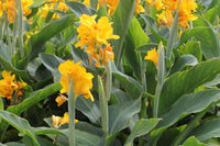 Gelb pretoria samen for borders and garten beds
