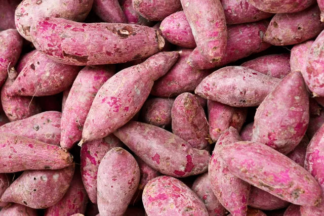 Lila Batatas Potato Samen zum Pflanzen  Premium Gemüsesamen