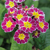 dunkel Lila Schlüsselblume Blumensamen zur Aussaat saisonal Dauerblüher Traditionssorte & ohne Gentechnik Samen Hausgarten