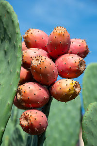 kaufen pink spineless opuntia pflanze pflanzung samen Stück, 100 Stück