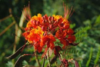 Barbados Blumensamen zur Aussaat ideal Rabatten Traditionssorte & ohne Gentechnik Samen Hausgarten