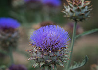 Traditionssorte Cardo Gigante Blumensamen zur Aussaat Halbschatten verträglich Traditionssorte & ohne Gentechnik Samen Hausgarten