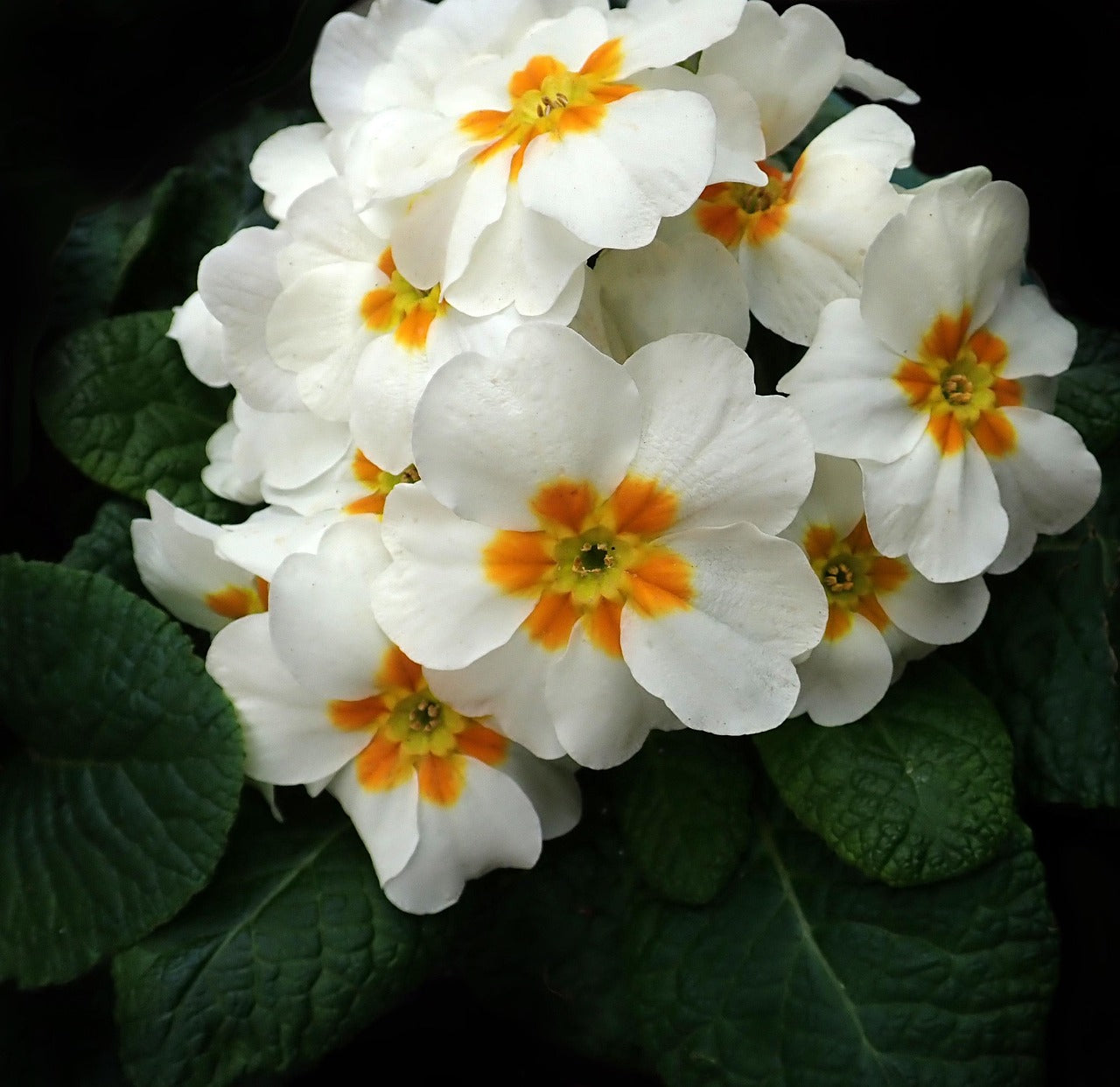 Weiß Schlüsselblume Blumensamen – wichtig Aussaat Supplies