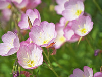 Rosa primrose blumen along garten border