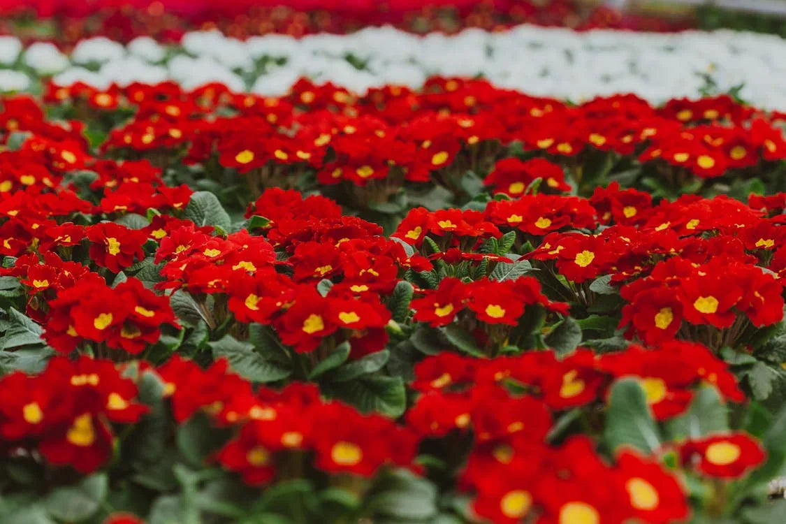 Rot primrose blumen in decorative töpfen