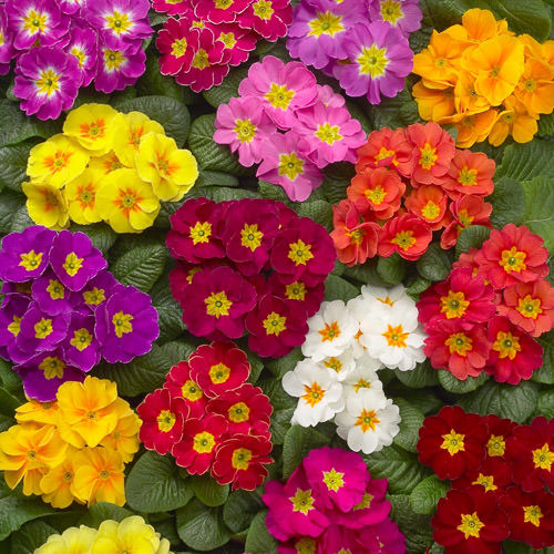 Gemischt Primel Malacoides Blumensamen zur Aussaat – kompakt Wuchs – Traditionssorte & ohne Gentechnik Samen Hausgarten