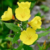 Oenothera (oenothera biennis) samen for anpflanzung in home garten