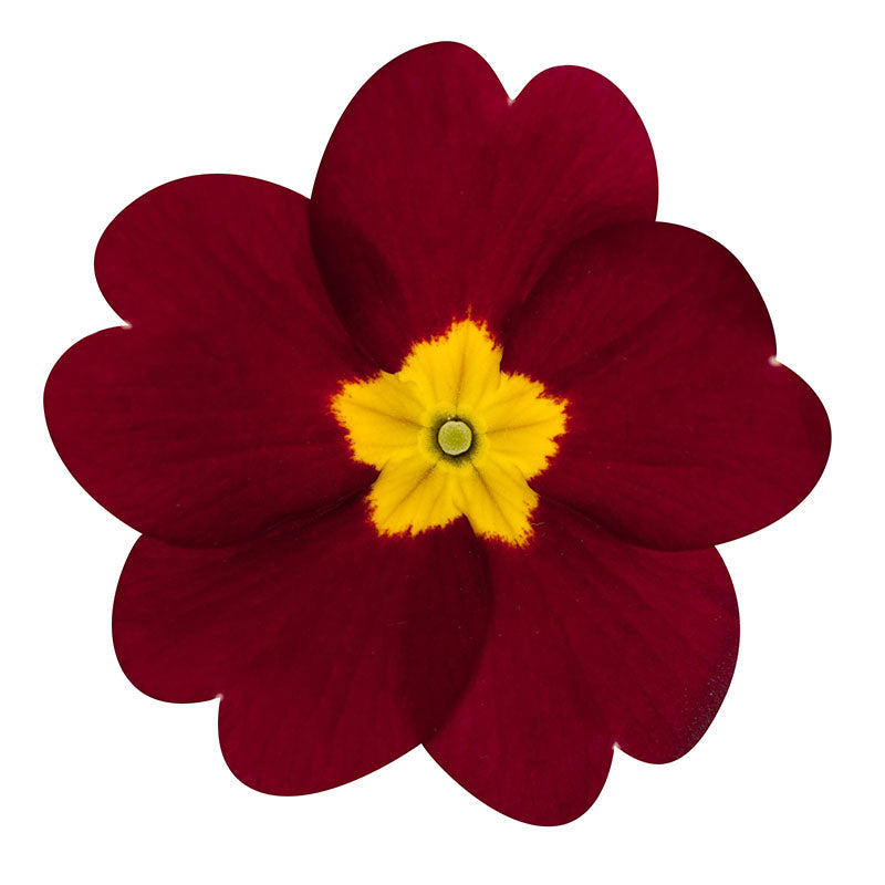 Step-by-step guide for wachsend primrose seedlings