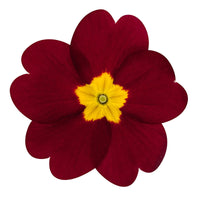 Step-by-step guide for wachsend primrose seedlings