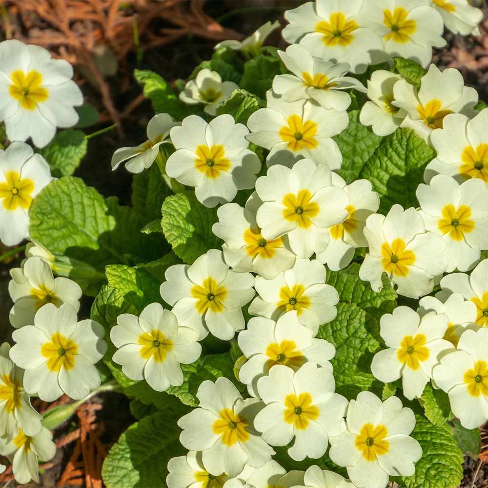 Primrose blume samen anpflanzung and wachsend guide