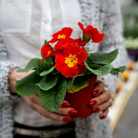 Primrose pflanzen wachsend in garten borders