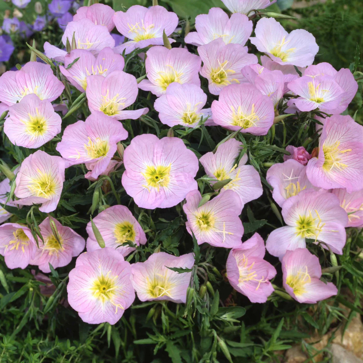 Rosa primrose blumen in full garten bloom