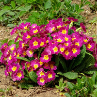 Primrose maroon and gelb bicolor blumen blooming