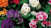 Gemischt Schlüsselblume OR Primel Obconica Blumensamen Violett Blumensamen zur Aussaat – lang Blüte Saison – Traditionssorte & ohne Gentechnik Samen Hausgarten