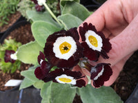 Primula auricula schwarz blume samen - anpflanzung 