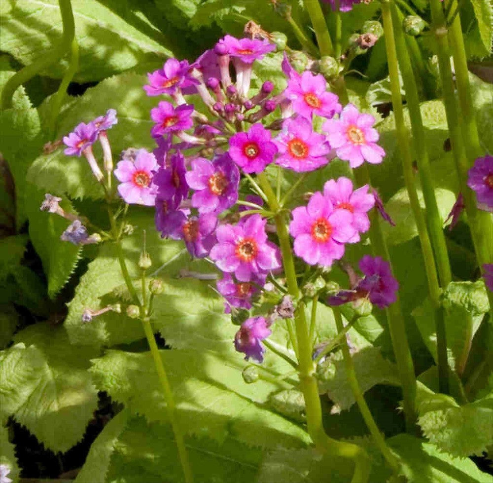 Primel Japonica Blumensamen zur Aussaat kompakt Wuchs Traditionssorte & ohne Gentechnik Samen Hausgarten