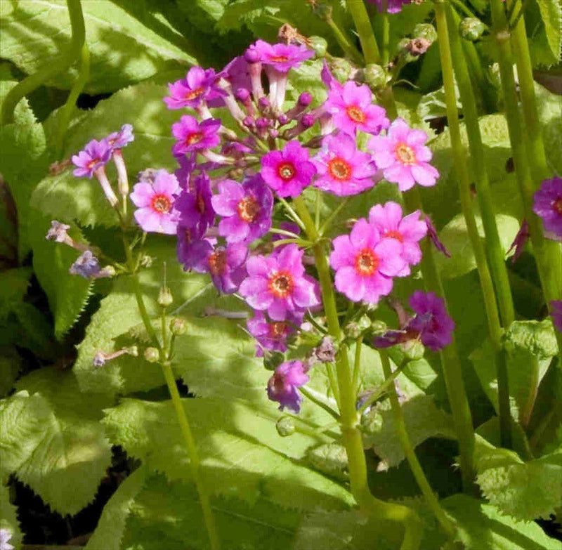 Primel Japonica Blumensamen zur Aussaat kompakt Wuchs Traditionssorte & ohne Gentechnik Samen Hausgarten