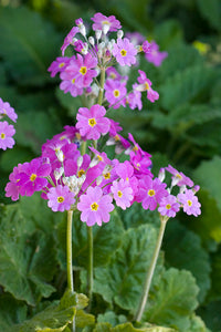 Primel Blumensamen zur Aussaat – lang Blüte Saison – Traditionssorte & ohne Gentechnik Samen Hausgarten