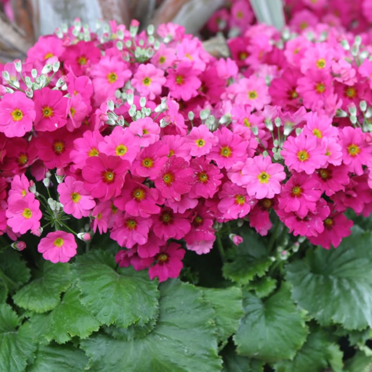 Primel Blumensamen zur Aussaat – lang Blüte Saison – Traditionssorte & ohne Gentechnik Samen Hausgarten