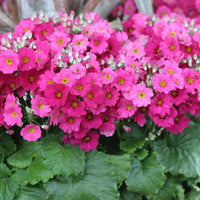 Primel Blumensamen zur Aussaat – lang Blüte Saison – Traditionssorte & ohne Gentechnik Samen Hausgarten