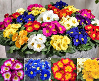 Primula mixed samen for garten anpflanzung