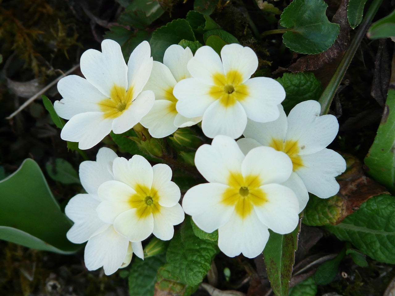 Primel Blumensamen zur Aussaat Garten beliebt Traditionssorte & ohne Gentechnik Samen Hausgarten