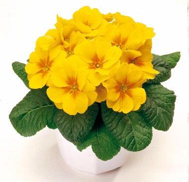 Gelb Blume Pot Blumensamen zur Aussaat – Schnitt Blume beliebt – Traditionssorte & ohne Gentechnik Samen Hausgarten