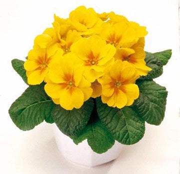 Gelb Blume Pot Blumensamen zur Aussaat – Schnitt Blume beliebt – Traditionssorte & ohne Gentechnik Samen Hausgarten