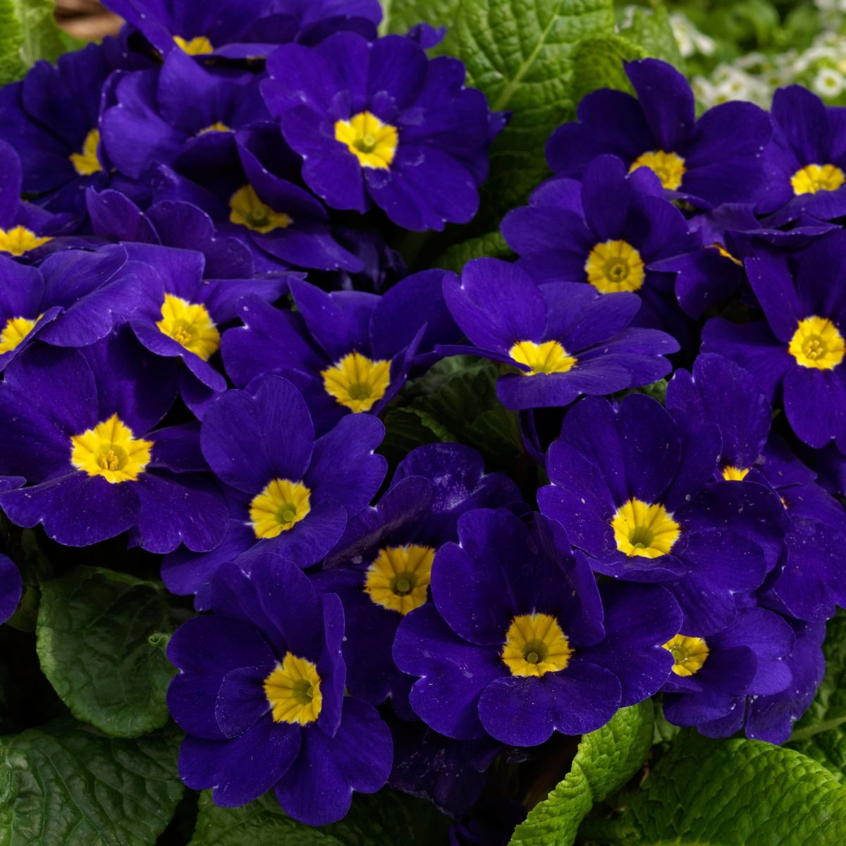Blau cobalt primrose blume samen for anpflanzung garten favorite heirloom & gmo free samen for home garten 
 
 sale samen for home garten anpflanzung
