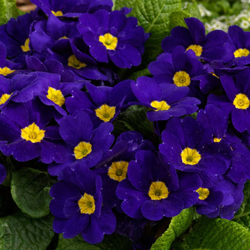 Blau cobalt primrose blume samen for anpflanzung garten favorite heirloom & gmo free samen for home garten 
 
 sale samen for home garten anpflanzung