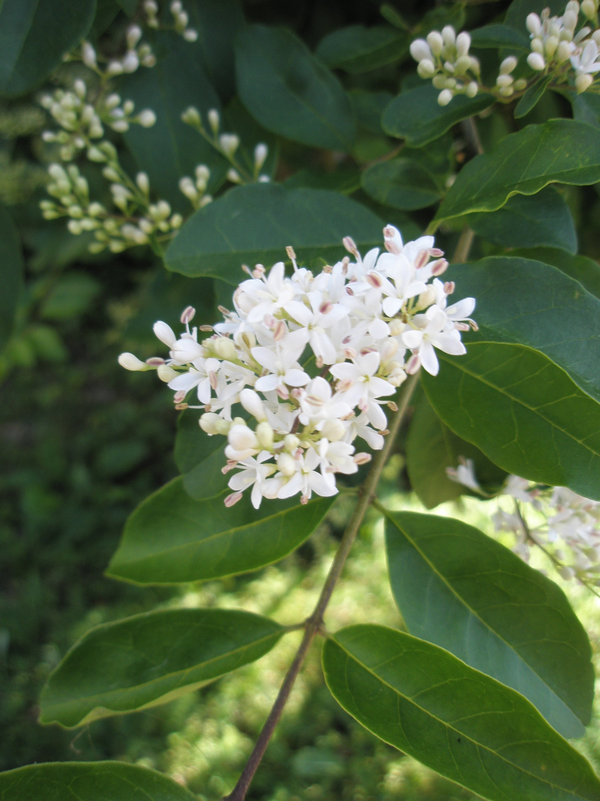 Ligustrum Blumensamen zur Aussaat – Anzucht – Traditionssorte & ohne Gentechnik Samen Hausgarten