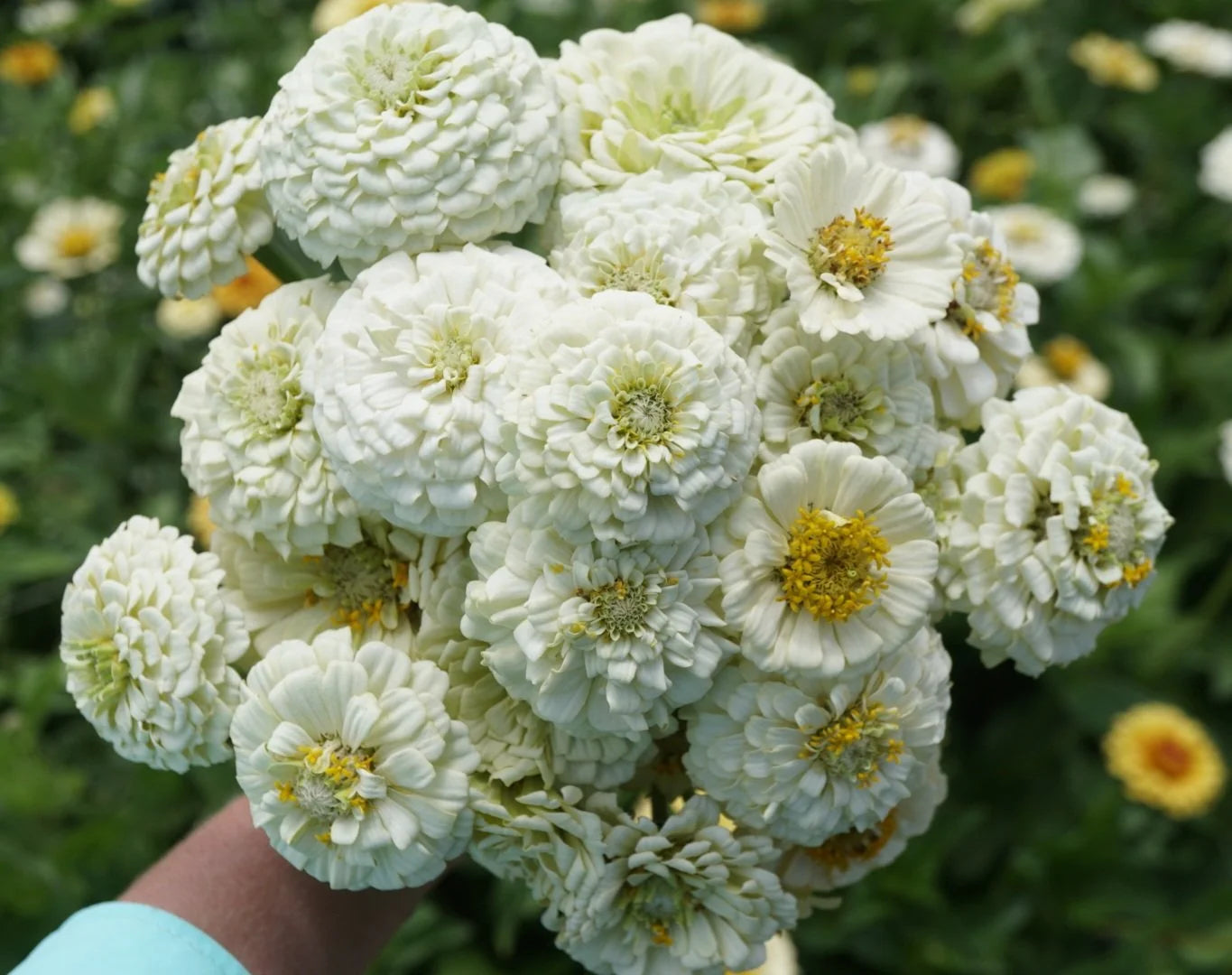Weiß Oklahoma Blumensamen zur Aussaat – leuchtend Blüten – Traditionssorte & ohne Gentechnik Samen Hausgarten