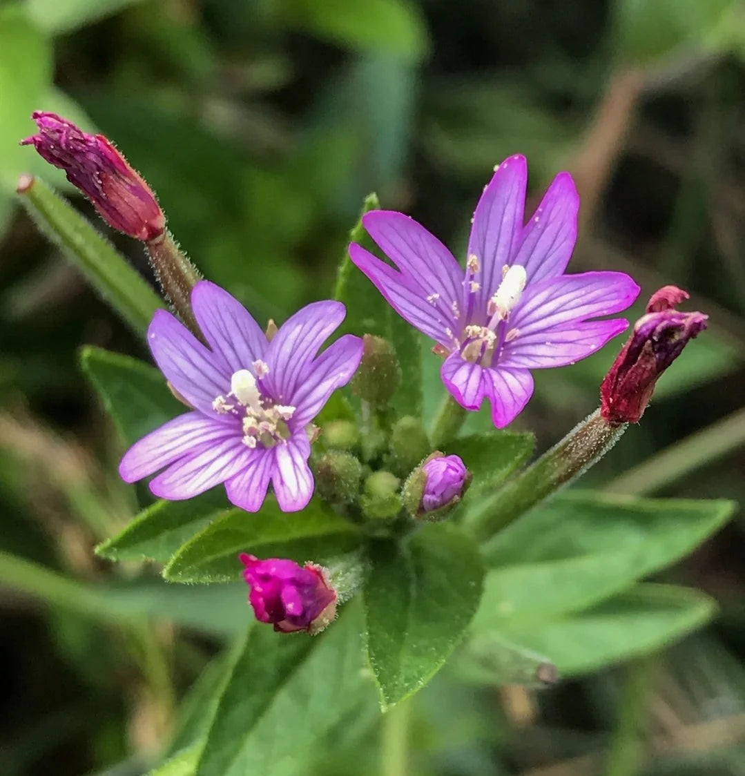 Epilobium Glandulosum Blumensamen zur Aussaat – Anzucht – Traditionssorte & ohne Gentechnik Samen Hausgarten