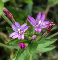 Epilobium Glandulosum Blumensamen zur Aussaat – Anzucht – Traditionssorte & ohne Gentechnik Samen Hausgarten