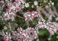 Rosa Weiß Lateriflorus Blumensamen zur Aussaat – leuchtend Blüten – Traditionssorte & ohne Gentechnik Samen Hausgarten