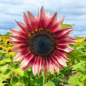 Rot Mischung Sonnenblume mehrjährig Blumensamen zur Aussaat kompakt Wuchs Traditionssorte & ohne Gentechnik Samen Hausgarten