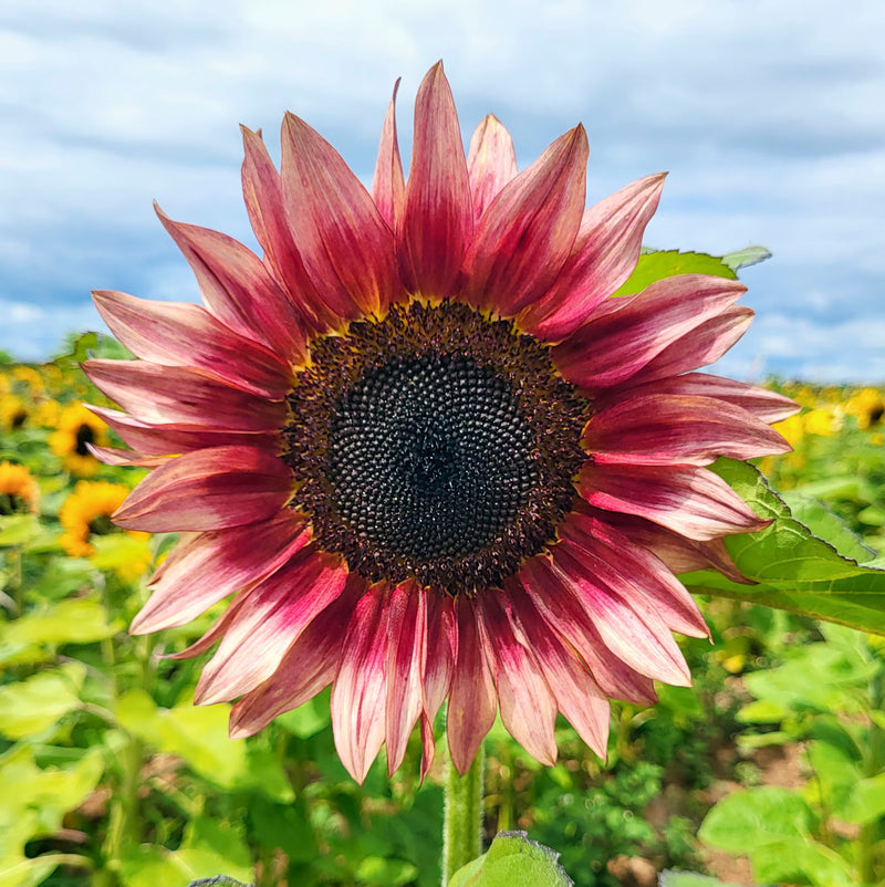 Rot Mischung Sonnenblume mehrjährig Blumensamen zur Aussaat kompakt Wuchs Traditionssorte & ohne Gentechnik Samen Hausgarten