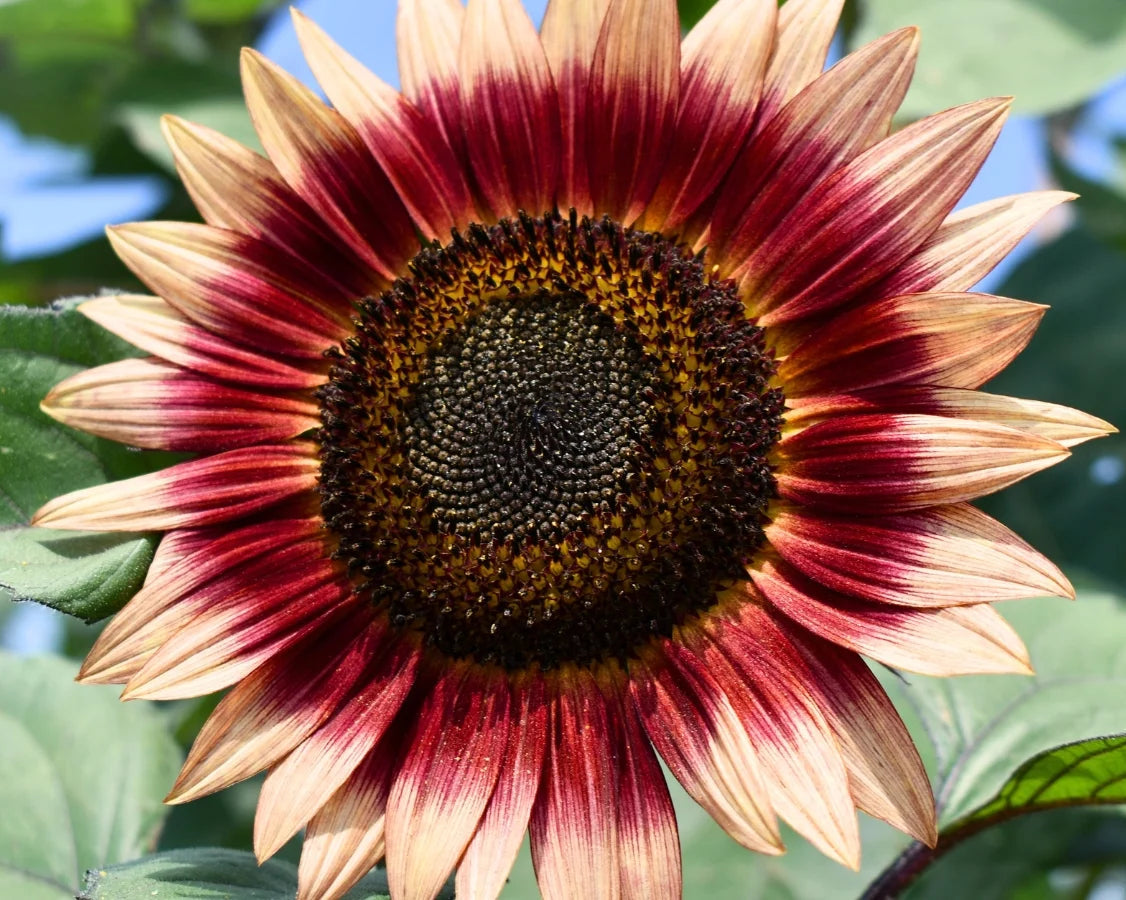 Sonnenblume Blumensamen Bordeaux zur Aussaat
