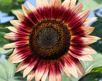 Sonnenblume Blumensamen Bordeaux zur Aussaat