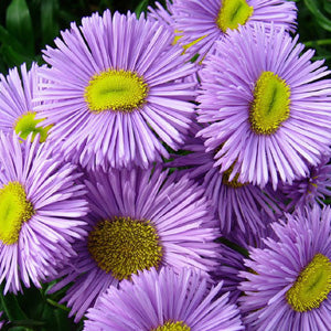 Erigeron Azure Fee Samen Blau Daisy-Like Blumen