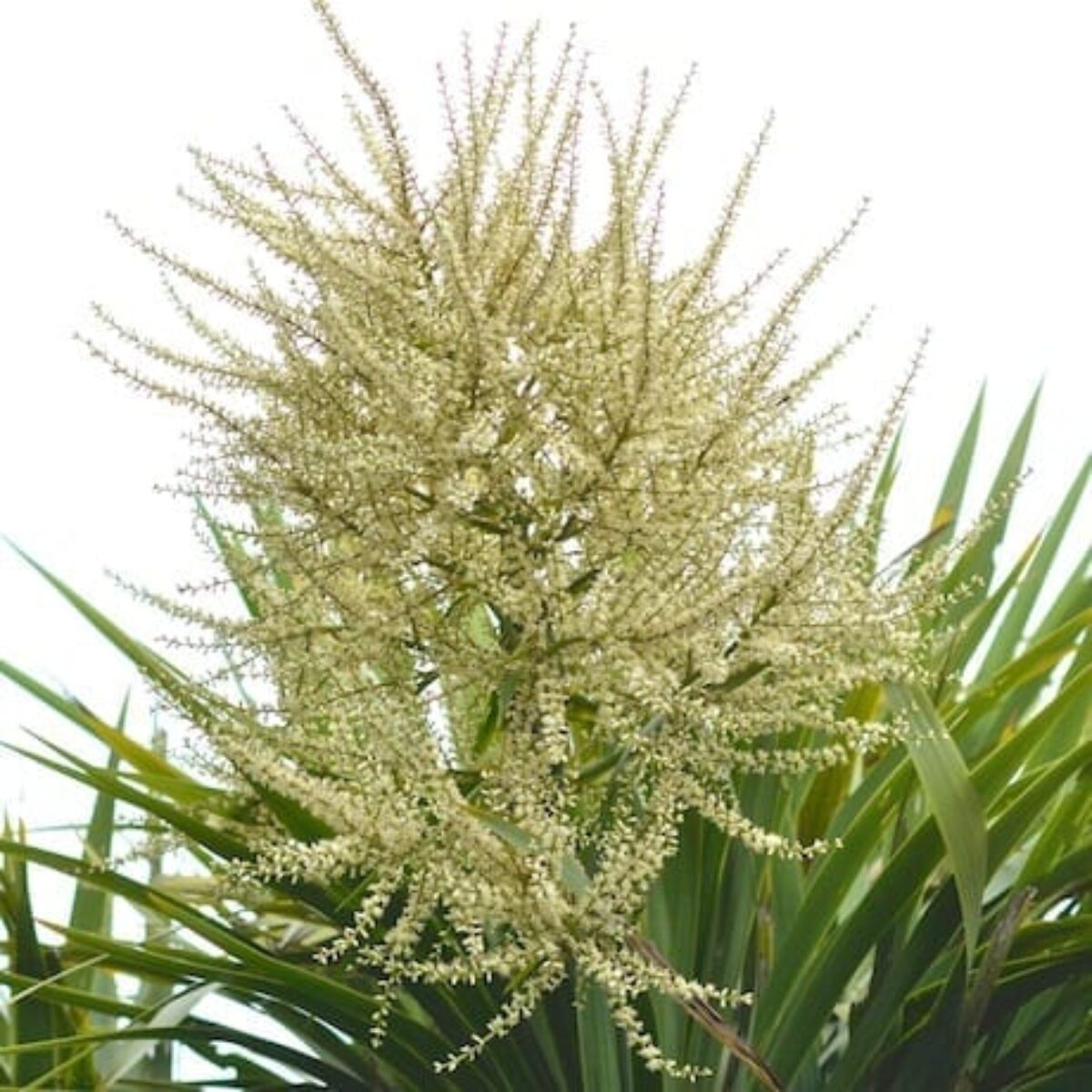 Cordyline Australis Blumensamen zur Aussaat duftend Blüten Traditionssorte & ohne Gentechnik Samen Hausgarten