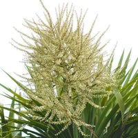 Cordyline Australis Blumensamen zur Aussaat duftend Blüten Traditionssorte & ohne Gentechnik Samen Hausgarten