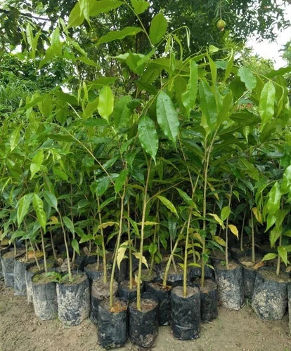 agarwood tree samen für home garden cultivation and botanical collection