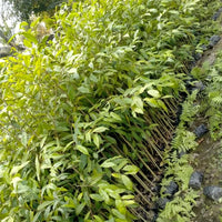 aquilaria species agarwood tree samen für home garden and exotic tree collection
